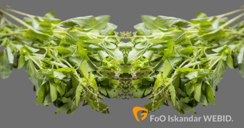 Ilustrasi Daun Kemangi